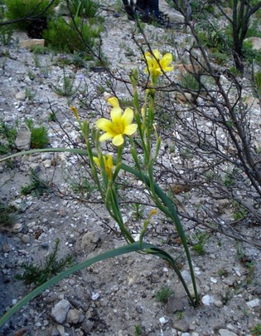 Moraea ochroleuca long leaves